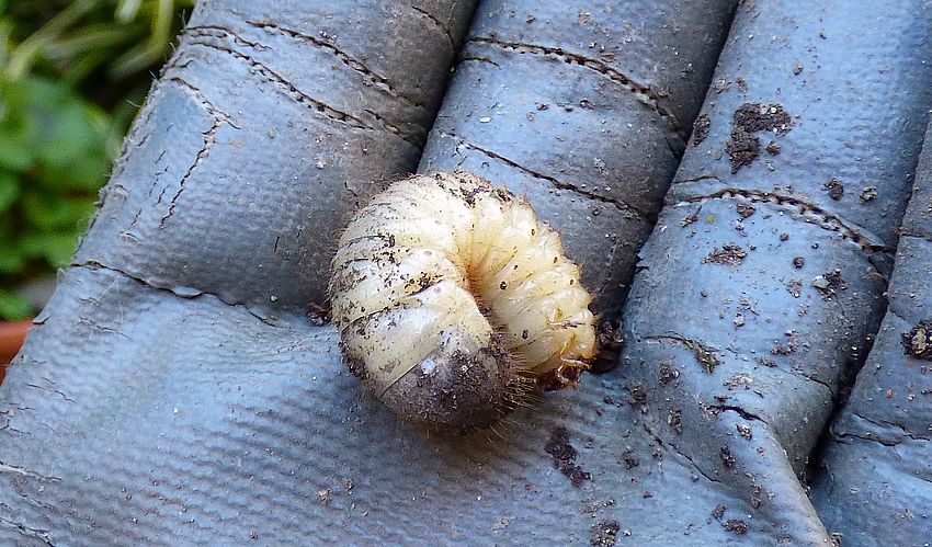 larva di Scarabaeidae?  No, di Cetoniidae sp.
